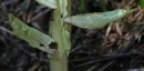 stemleaf  : nom scientifique : Petasites albus Gaertner , Petasites , Asteraceae 