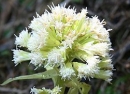 flower  : nom scientifique : Petasites albus Gaertner , Petasites , Asteraceae 