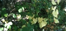 whole  : nom scientifique : Dioscorea communis (L.) Caddick & Wilkin , Dioscorea , Dioscoreaceae 