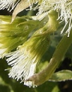 flower  : nom scientifique : Petasites albus Gaertner , Petasites , Asteraceae 