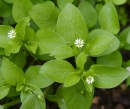 whole : nom scientifique : Stellaria media (L.) Vill. , Stellaria , Caryophyllaceae