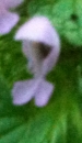 flower  : nom scientifique : Lamium purpureum L. , Lamium , Lamiaceae 