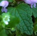 leaf  : nom scientifique : Lamium purpureum L. , Lamium , Lamiaceae 