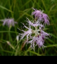 whole : nom scientifique : Dianthus superbus L. , Dianthus L. , Caryophyllaceae Juss.