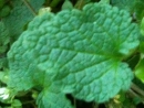 leaf : nom scientifique : Lamium purpureum L. , Lamium , Lamiaceae