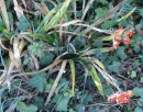 whole : nom scientifique : Iris foetidissima L. , Iris , Iridaceae