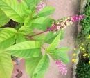 whole  : nom scientifique : Phytolacca americana L. , Phytolacca , Phytolaccaceae 