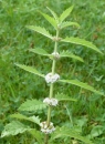 whole  : nom scientifique : Lycopus europaeus L. , Lycopus , Lamiaceae 