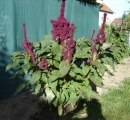 whole  : nom scientifique : Amaranthus caudatus L. , Amaranthus , Amaranthaceae 