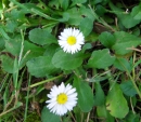 whole  : nom scientifique : Bellis perennis L. , Bellis , Asteraceae 