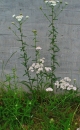 whole  : nom scientifique : Achillea millefolium L. , Achillea , Asteraceae 