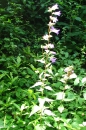 whole  : nom scientifique : Campanula trachelium L. , Campanula , Campanulaceae 