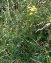 whole  : nom scientifique : Senecio jacobaea L. , Senecio , Asteraceae 