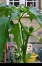 whole  : nom scientifique : Datura stramonium L. , Datura , Solanaceae 