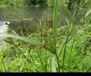 whole  : nom scientifique : Carex L. , Cyperaceae 