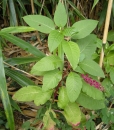 whole : nom scientifique : Phytolacca americana L. , Phytolacca , Phytolaccaceae