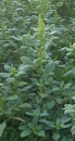 whole  : nom scientifique : Amaranthus retroflexus L. , Amaranthus , Amaranthaceae 