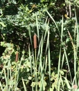 whole  : nom scientifique : Typha angustifolia L. , Typha , Typhaceae 