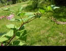 whole  : nom scientifique : Phytolacca americana L. , Phytolacca , Phytolaccaceae 