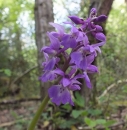 whole  : nom scientifique : Orchis mascula L. , Orchis , Orchidaceae 
