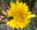 flower  : nom scientifique : Sonchus oleraceus L. , Sonchus , Asteraceae 