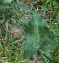 leaf  : nom scientifique : Sonchus oleraceus L. , Sonchus , Asteraceae 
