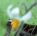 flower  : nom scientifique : Solanum nigrum L. , Solanum , Solanaceae 