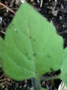 leaf  : nom scientifique : Solanum nigrum L. , Solanum , Solanaceae 