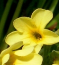 flower  : nom scientifique : Primula elatior Hill , Primula , Primulaceae 