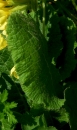 leaf  : nom scientifique : Primula elatior Hill , Primula , Primulaceae 