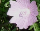 flower  : nom scientifique : Malva moschata L. , Malva , Malvaceae 