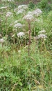 whole : nom scientifique : Angelica sylvestris L. , Angelica , Apiaceae