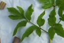 leaf : nom scientifique : Angelica sylvestris L. , Angelica , Apiaceae