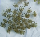flower : nom scientifique : Angelica sylvestris L. , Angelica , Apiaceae
