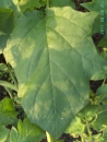 leaf : nom scientifique : Datura stramonium L. , Datura , Solanaceae