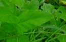 leaf : nom scientifique : Verbascum virgatum Stokes , Verbascum , Scrophulariaceae