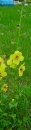 whole : nom scientifique : Verbascum virgatum Stokes , Verbascum , Scrophulariaceae