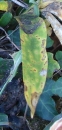 leaf : nom scientifique : Iris foetidissima L. , Iris , Iridaceae