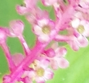 flower  : nom scientifique : Phytolacca americana L. , Phytolacca , Phytolaccaceae 