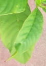 leaf  : nom scientifique : Phytolacca americana L. , Phytolacca , Phytolaccaceae 