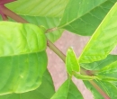 stemleaf  : nom scientifique : Phytolacca americana L. , Phytolacca , Phytolaccaceae 