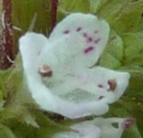 flower  : nom scientifique : Lycopus europaeus L. , Lycopus , Lamiaceae 