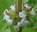 flower  : nom scientifique : Lycopus europaeus L. , Lycopus , Lamiaceae 