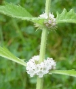 stemleaf  : nom scientifique : Lycopus europaeus L. , Lycopus , Lamiaceae 