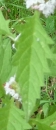 leaf  : nom scientifique : Lycopus europaeus L. , Lycopus , Lamiaceae 