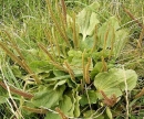 whole  : nom scientifique : Plantago major L. , Plantago , Plantaginaceae 