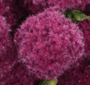 flower  : nom scientifique : Amaranthus caudatus L. , Amaranthus , Amaranthaceae 