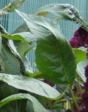 leaf  : nom scientifique : Amaranthus caudatus L. , Amaranthus , Amaranthaceae 