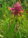 whole  : nom scientifique : Melampyrum cristatum L. , Melampyrum , Orobanchaceae 