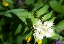 whole : nom scientifique : Melampyrum nemorosum L. , Melampyrum , Orobanchaceae